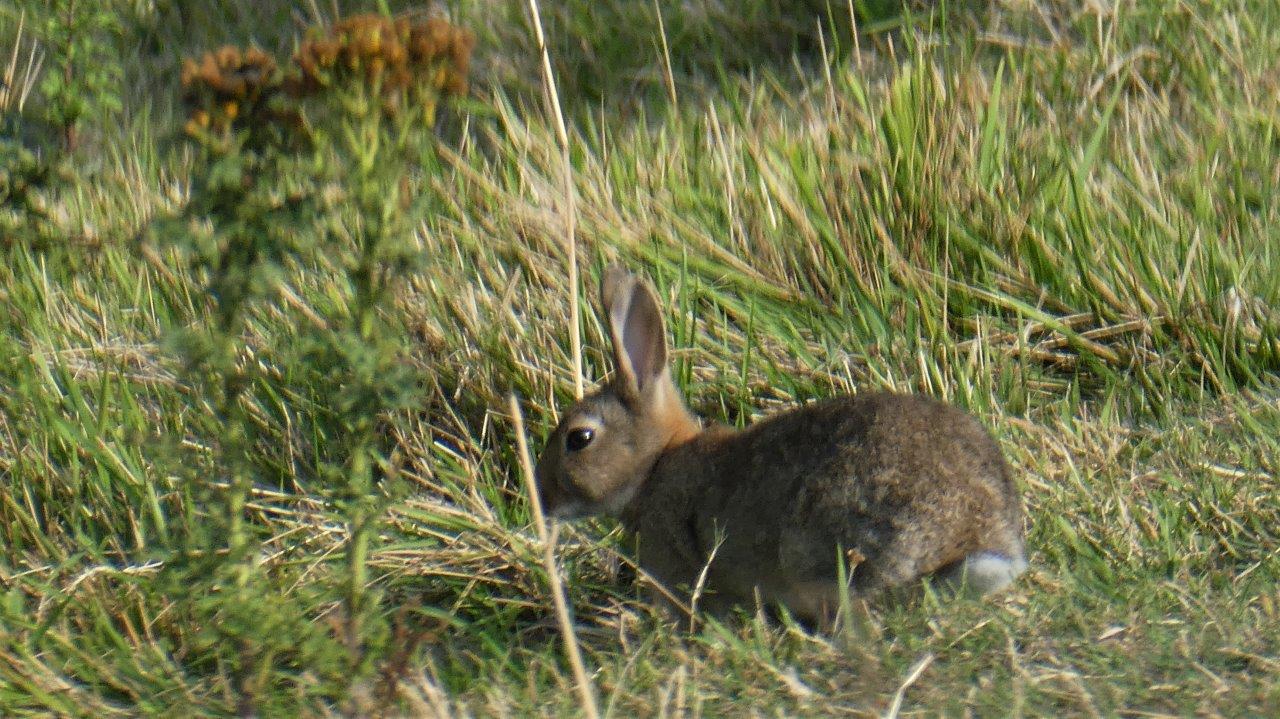 Cap Blanc Nez AD (1)