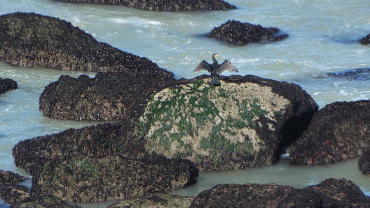 Cap gris nez ad 37 