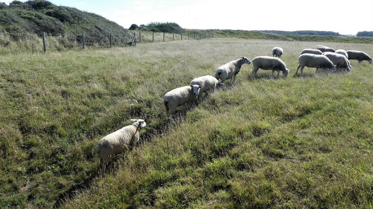 Cap gris nez ad 47 