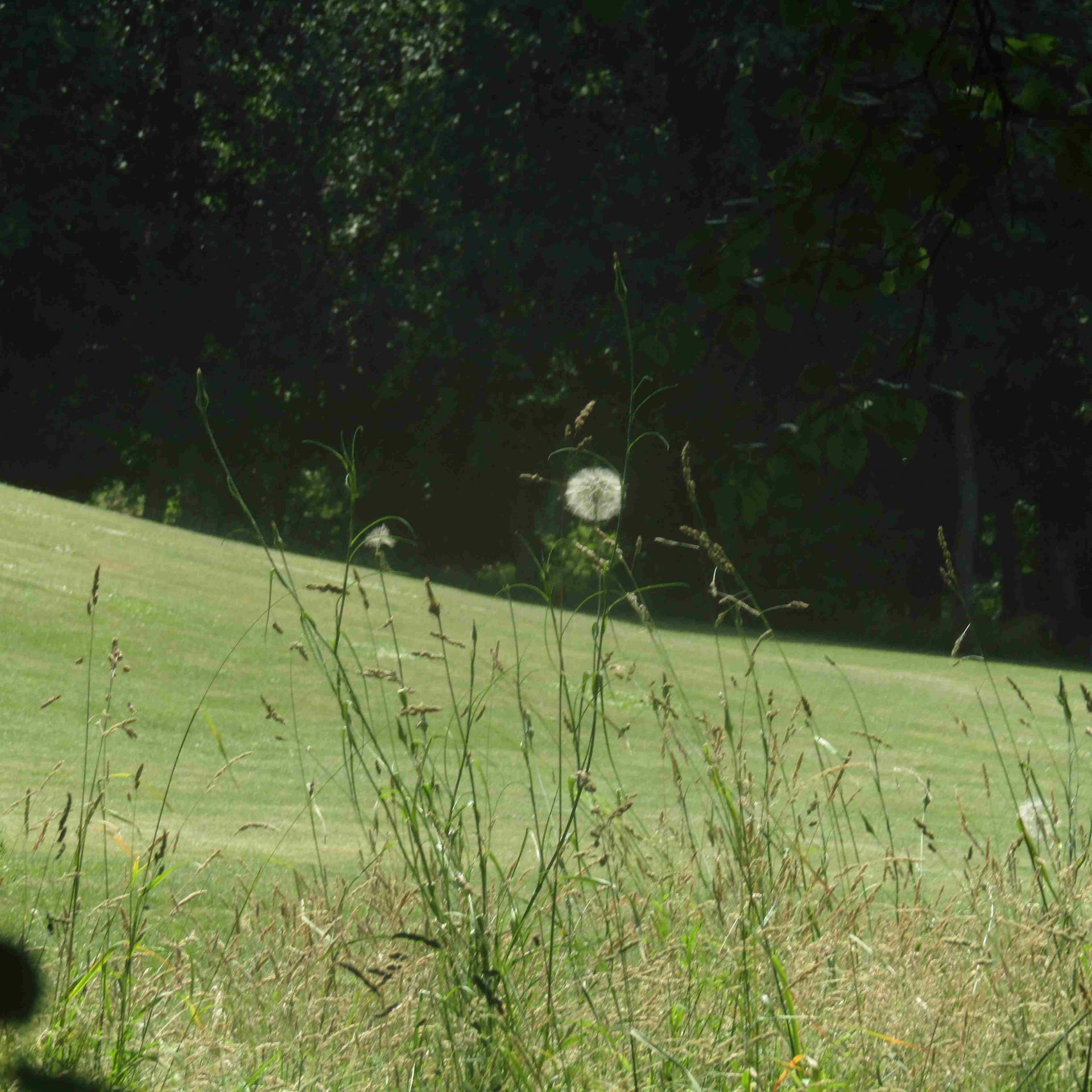 CBGOLF9