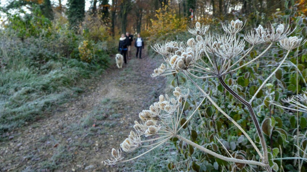 Mentque Nortbecourt Annie (4)