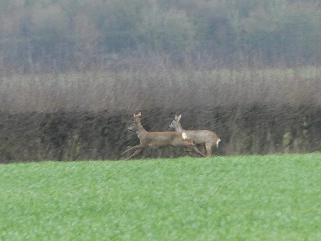 Rubrouck ad 19 mars 13 