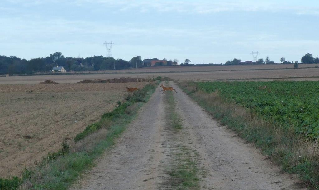 Wulverdinghe ad 7 